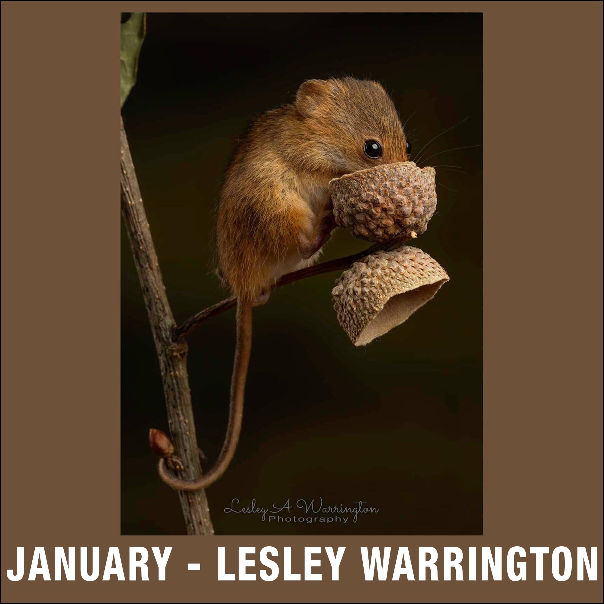 January – Lesley Warrington