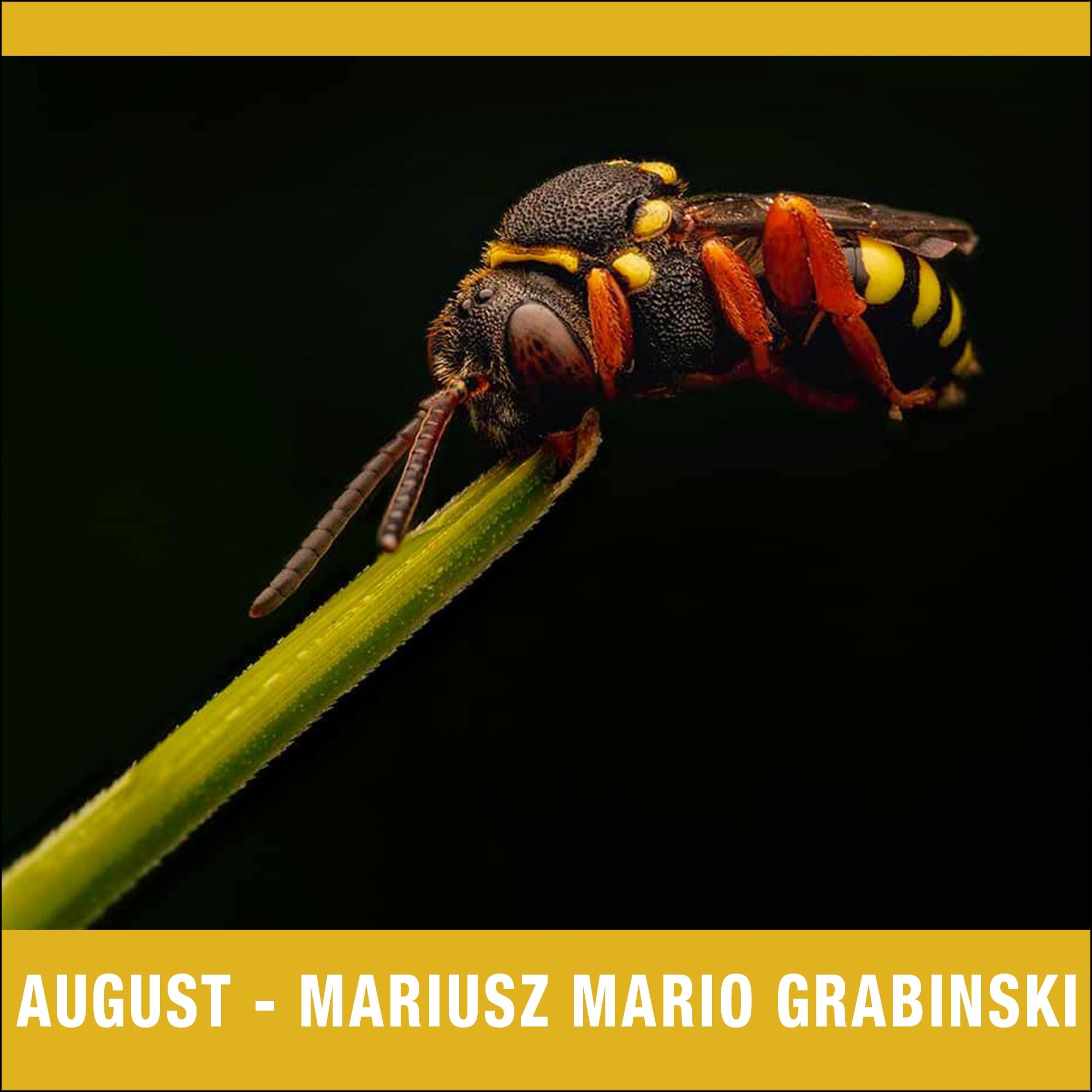 August – Mariusz Mario Grabinski 