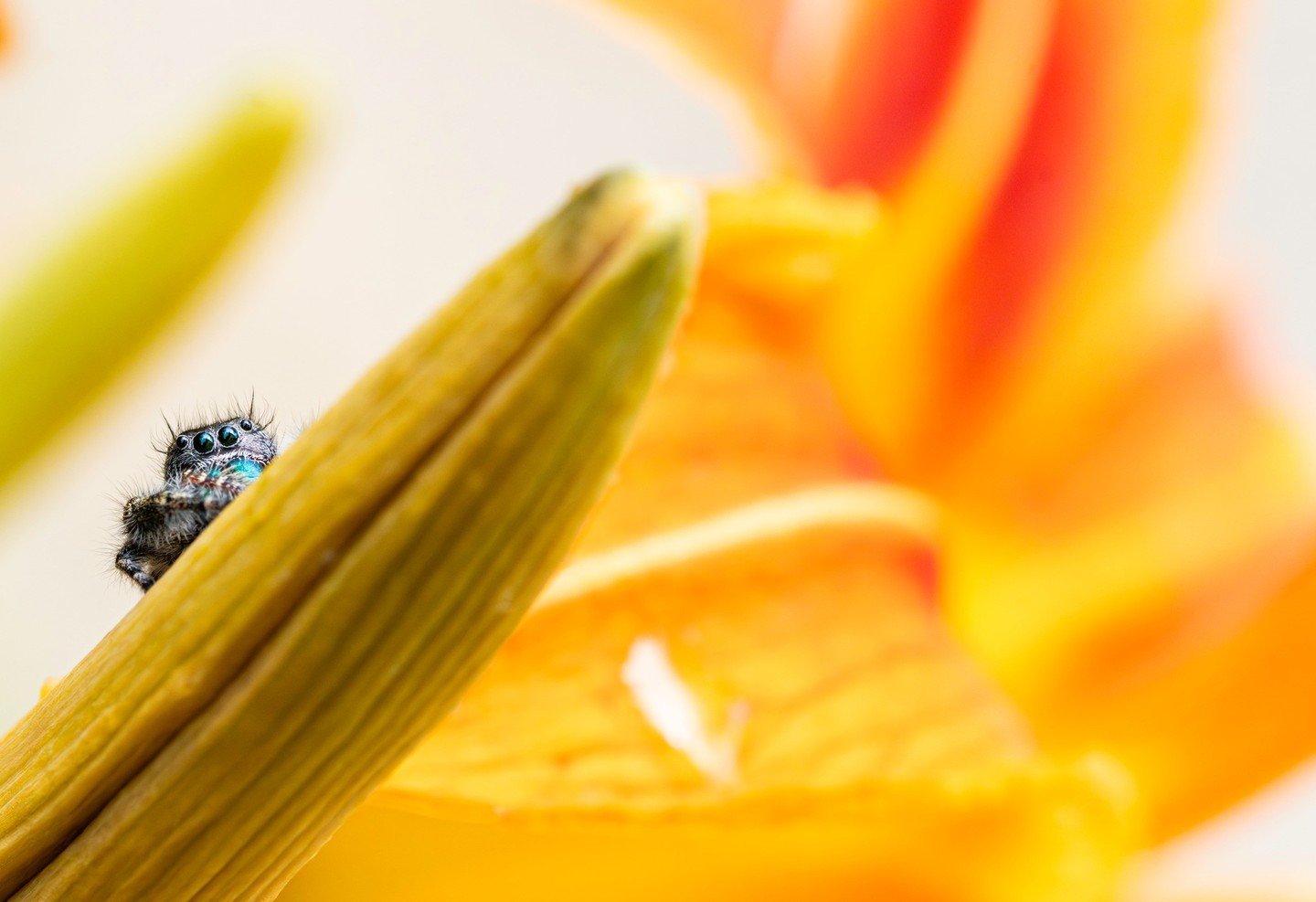 Even the tiniest models know how to work the lens 🕷⁠
⁠
Fantastic image by member Reginald Dillard Jr. 👏📸⁠
⁠
Reginald writes, &quot;If it wasn't for the monthly assignments and Oliver's Macro course I don't think I would have been able to produce t