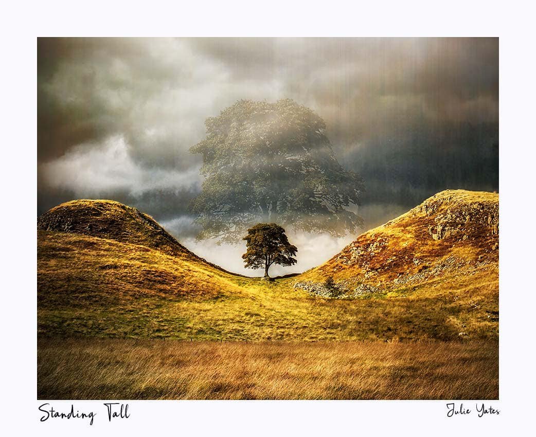 Julie Yates ~ Standing Tall.jpg