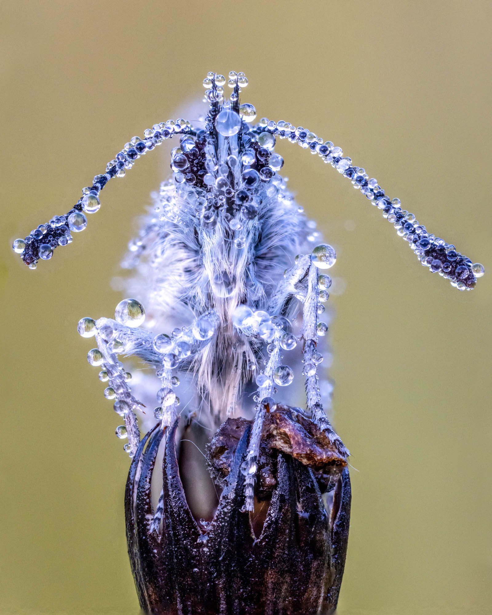 SOP-55-Dew-covered-butterfly_2000px-60.jpg