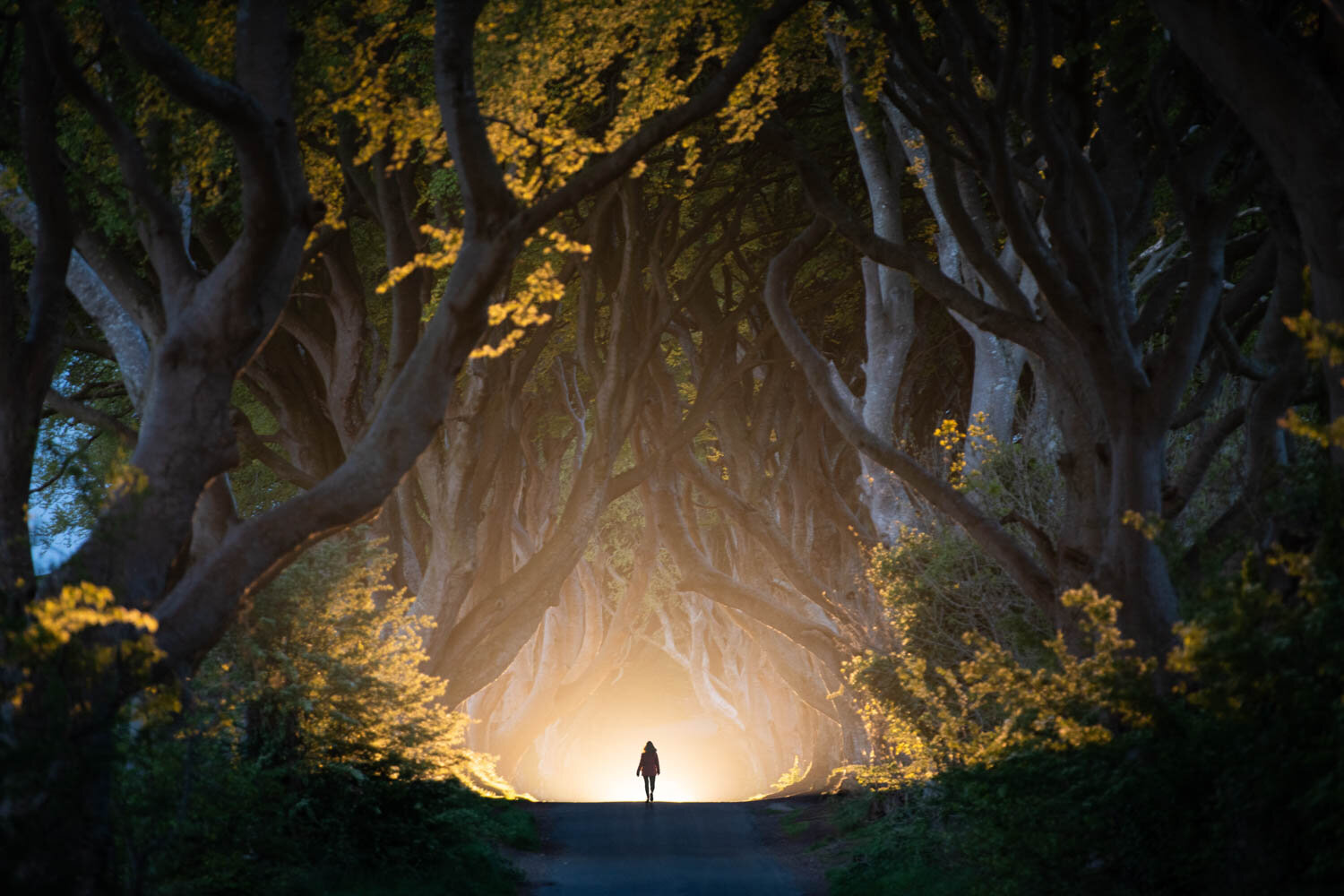 The Dark Hedges -1_1500px-60.jpg